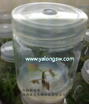 濟南亞龍生物科技有限公司